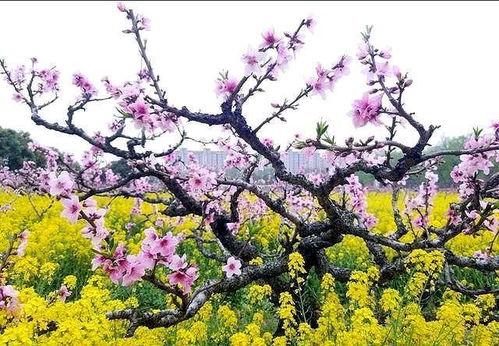 光明未来在线观看  第3张